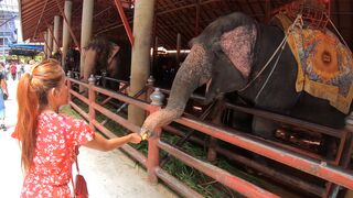 Feeding elephants & sex at home after with big butt Thai Girlfriend